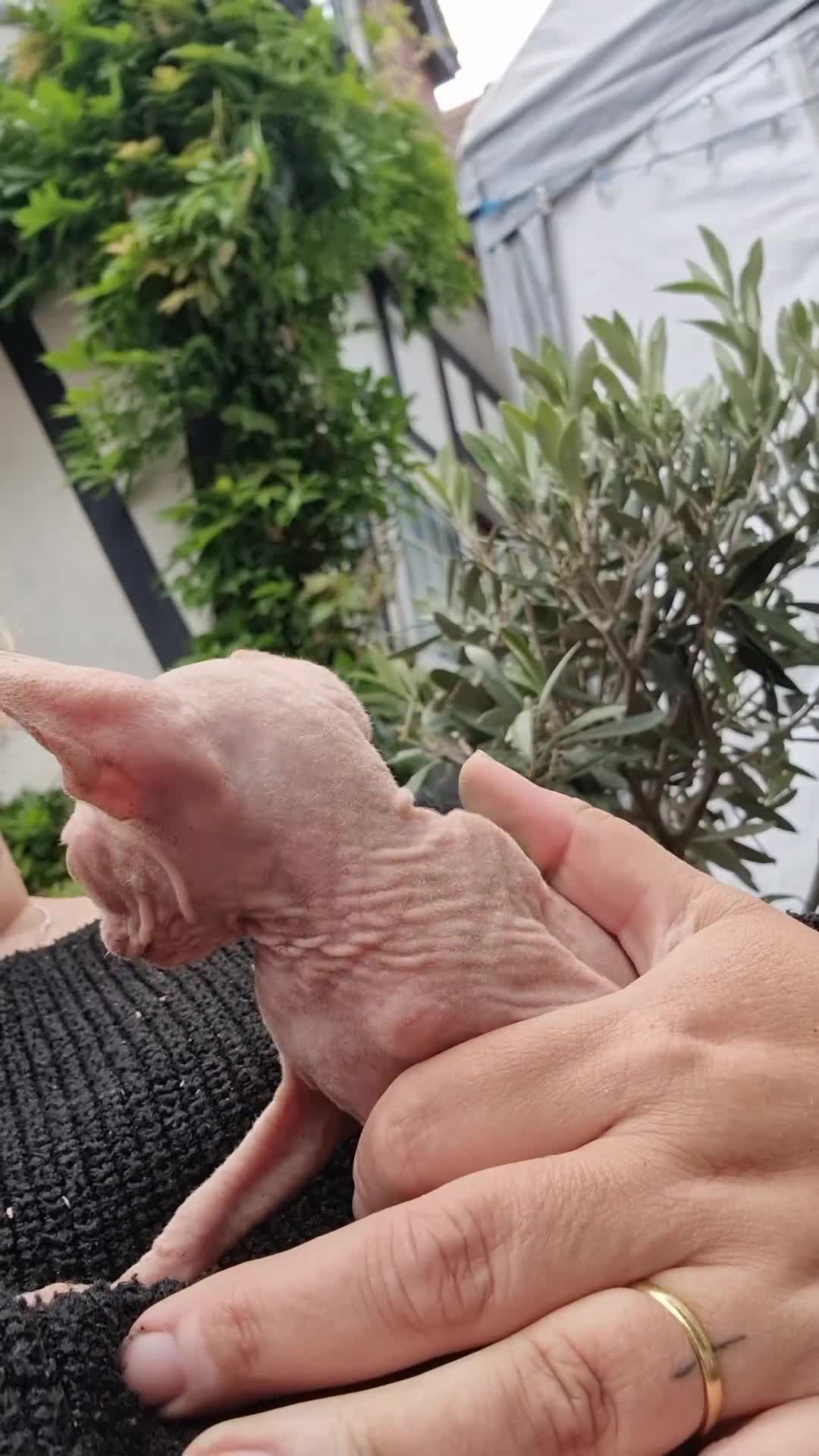 Sphynx cats for sale: Gorgeous Canadian Sphynx kittens, stunning - Video 2