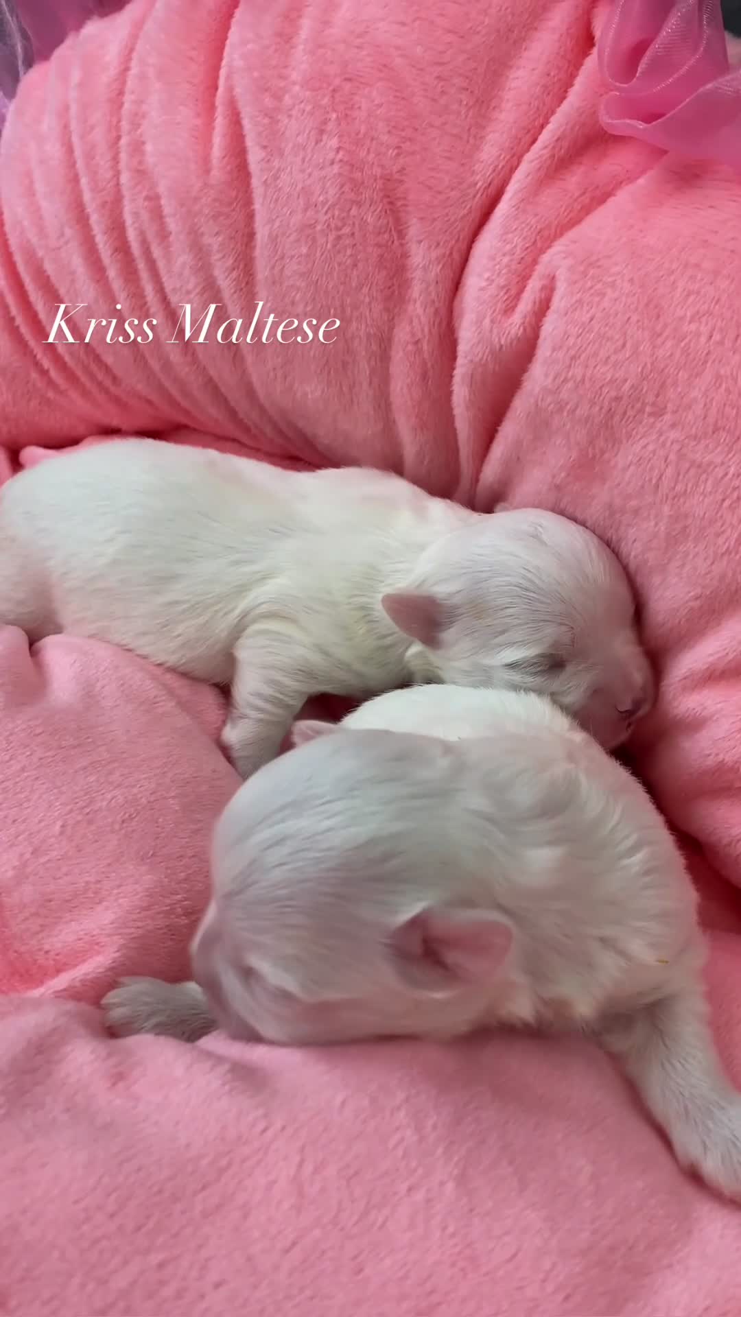 Maltese dogs for sale: ✨Outstanding kc registered Korean Maltese puppies✨ - Video 2