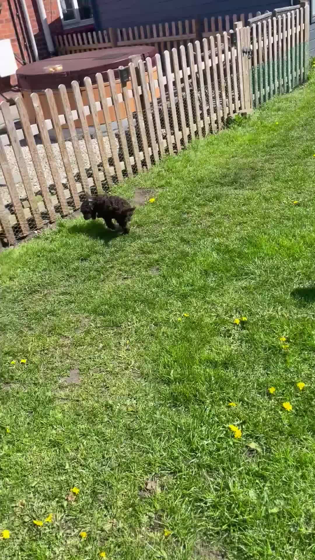 Cavapoo dogs for sale: F1 CHOCOLATE Cavapoo’s EXTENSIVELY H/T - Video 5