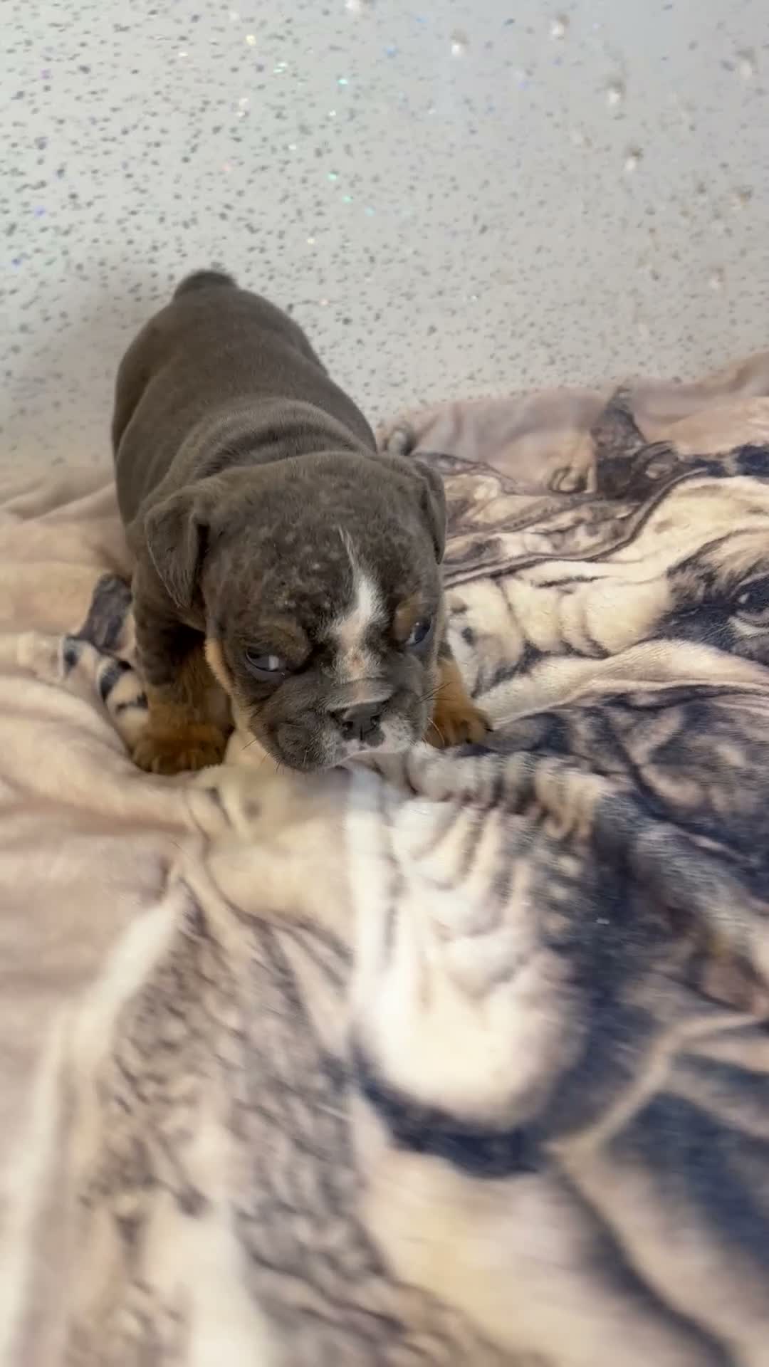 English Bulldog dogs for sale: English bulldog puppies  - Video 2