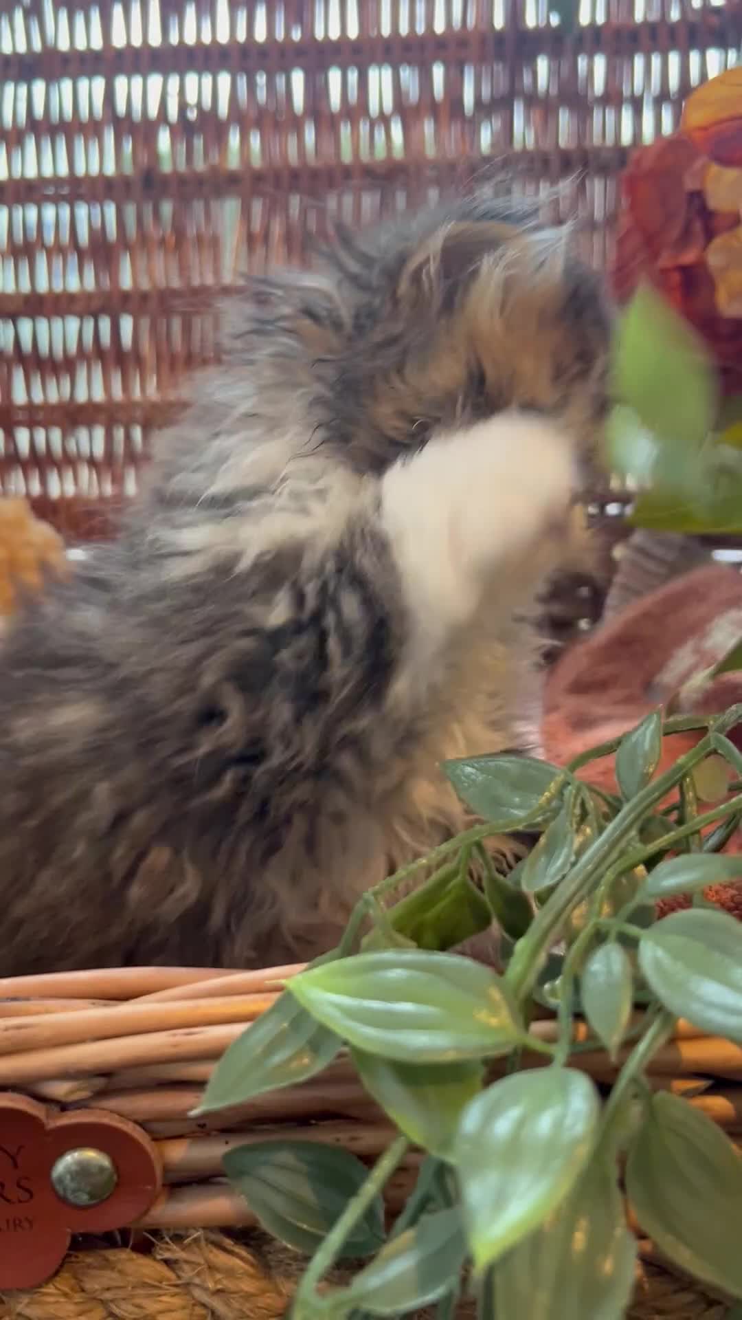 Persian cats for sale: Beautiful fluffy Persian kittens  - Video 1