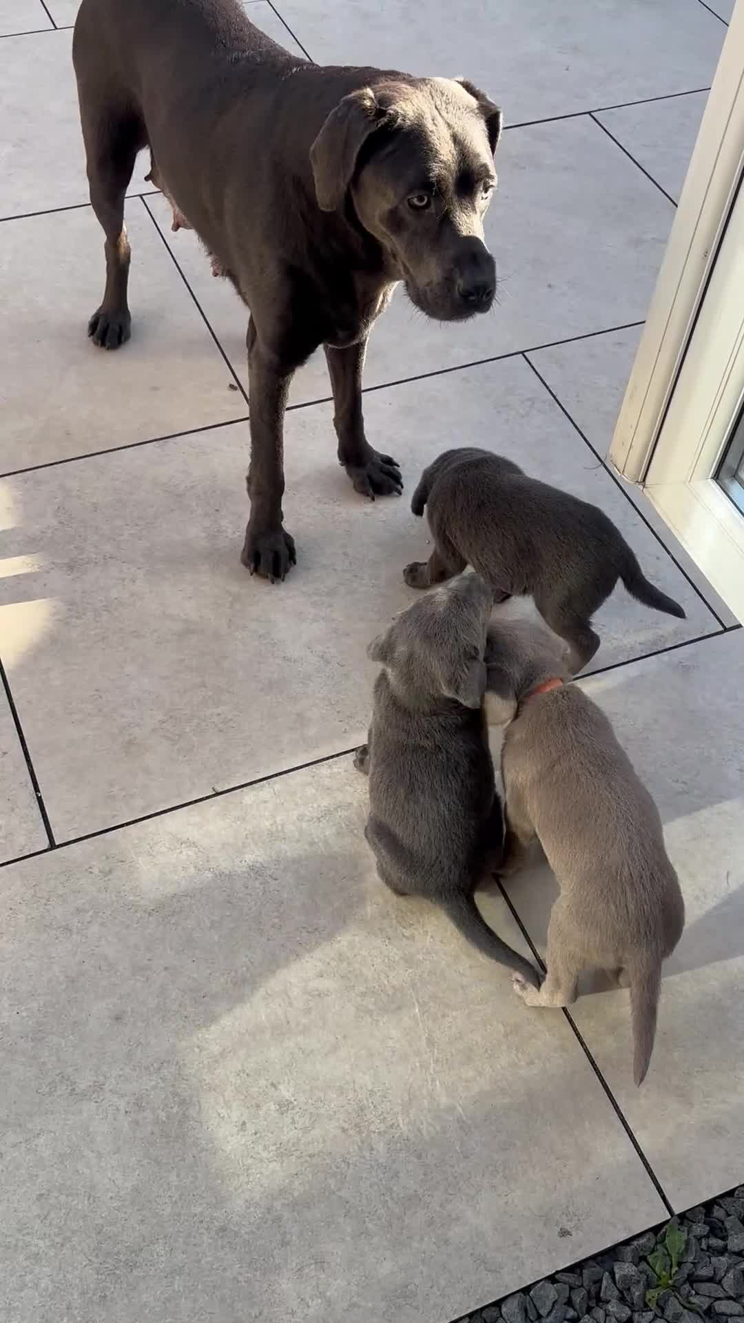 Labrador Retriever dogs for sale: Charcoal & Silver pups for sale - Video 5