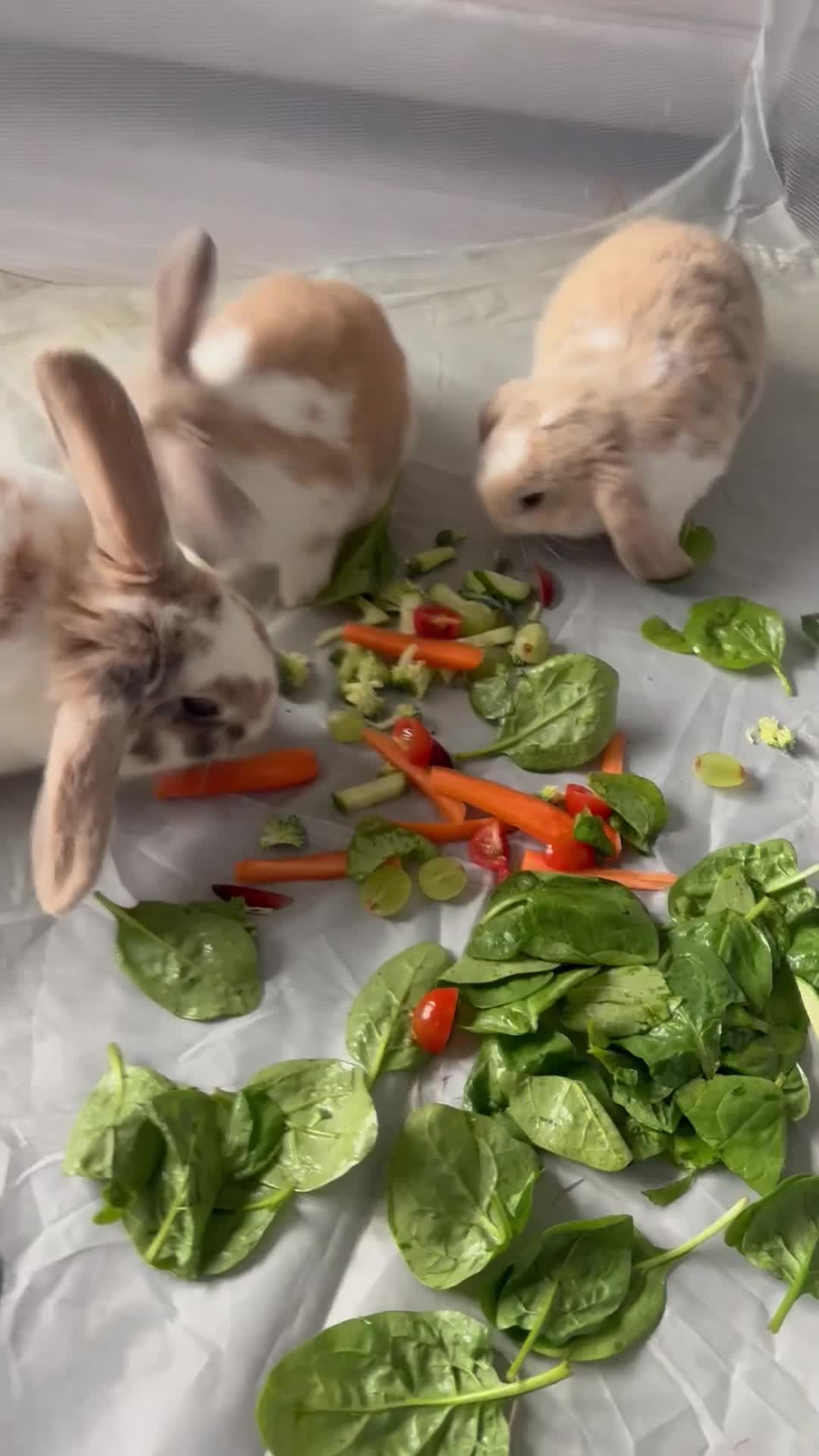 Mini Lop rabbits for sale: Baby mini lop rabbits in Liversedge - Video 1