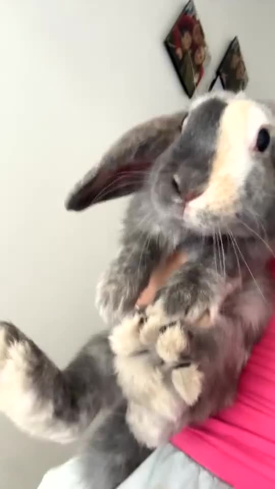 English Lop rabbits for sale: Brothers For Sale! - Video 2