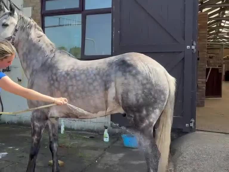 Connemara horses for sale: Project/Sold from a field  - Video 4