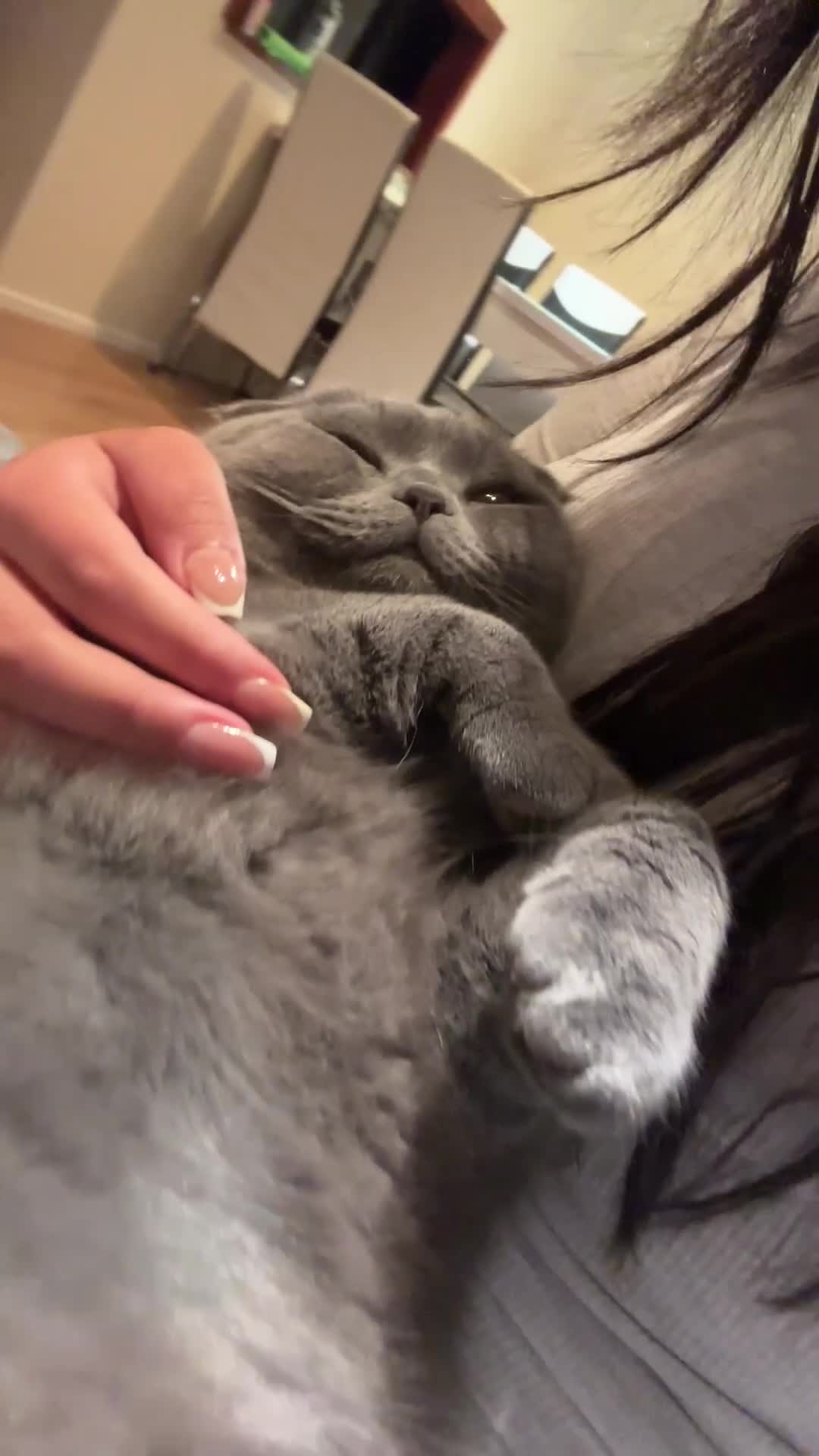 Scottish Fold cats for stud: Blue Scottish fold available for stud  - Video 2