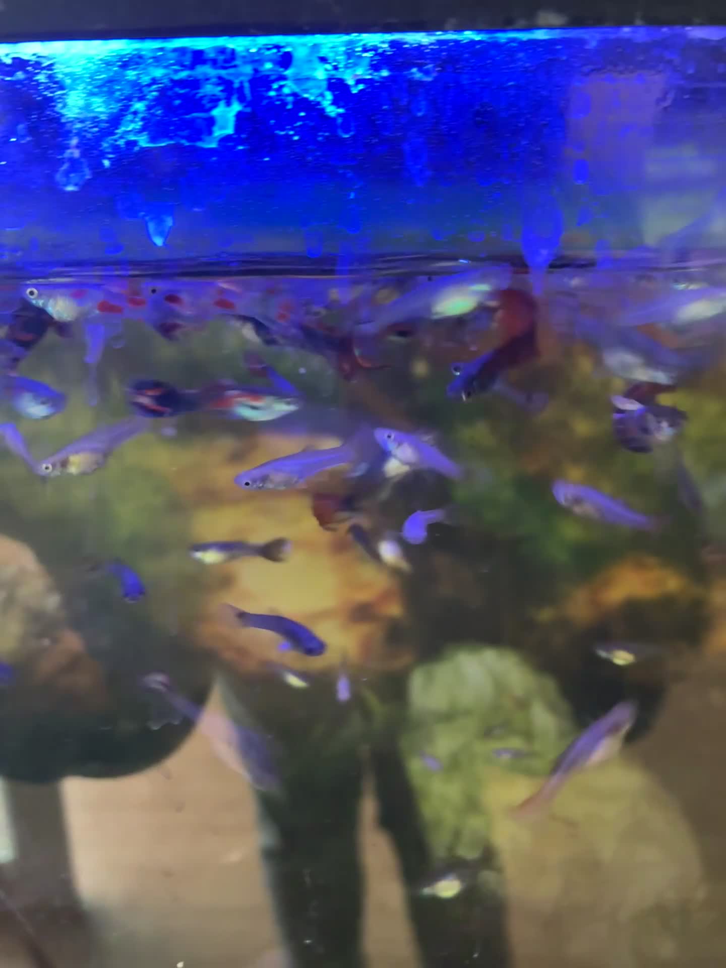 Live Bearers fish for sale: Guppy endlers  in Cheltenham - Video 2