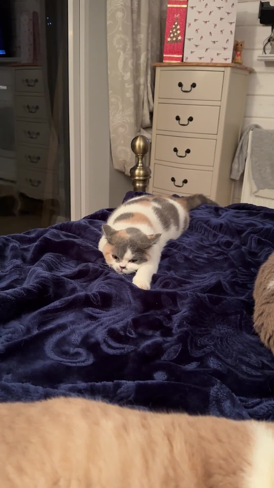 British Shorthair cats for sale: Beautiful Girl for rehoming  - Video 2