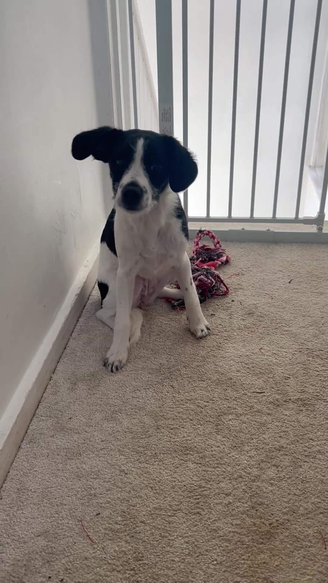 Patterjack dogs for sale: Jack russel x patter Jack puppy - Video 1