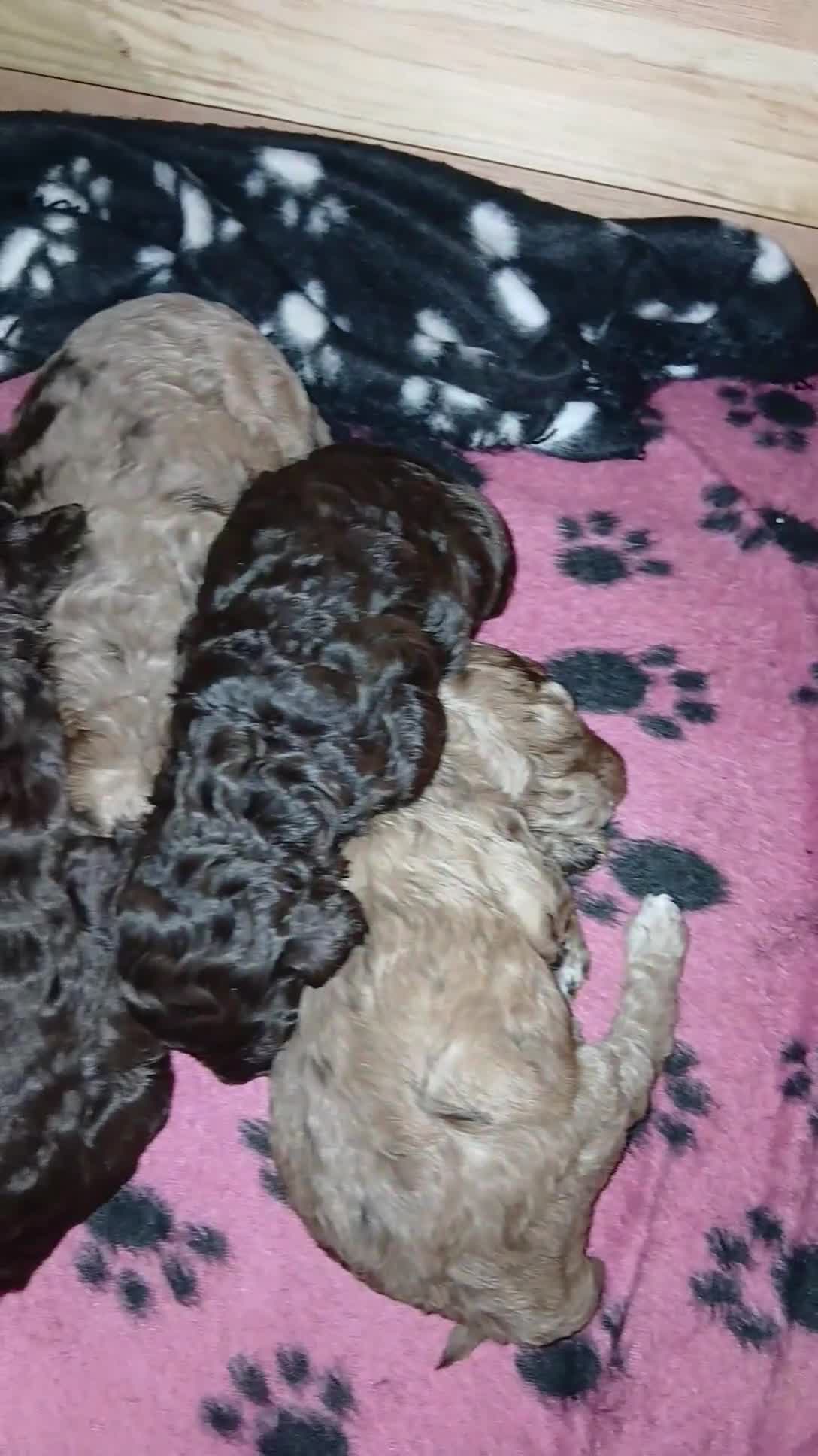 Toy Poodle dogs for sale: Gorgeous Minature Toy Poodles  - Video 1