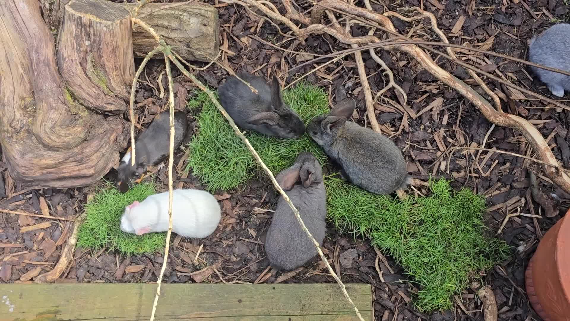 Continental Giant rabbits for sale: Continental giants - Video 1