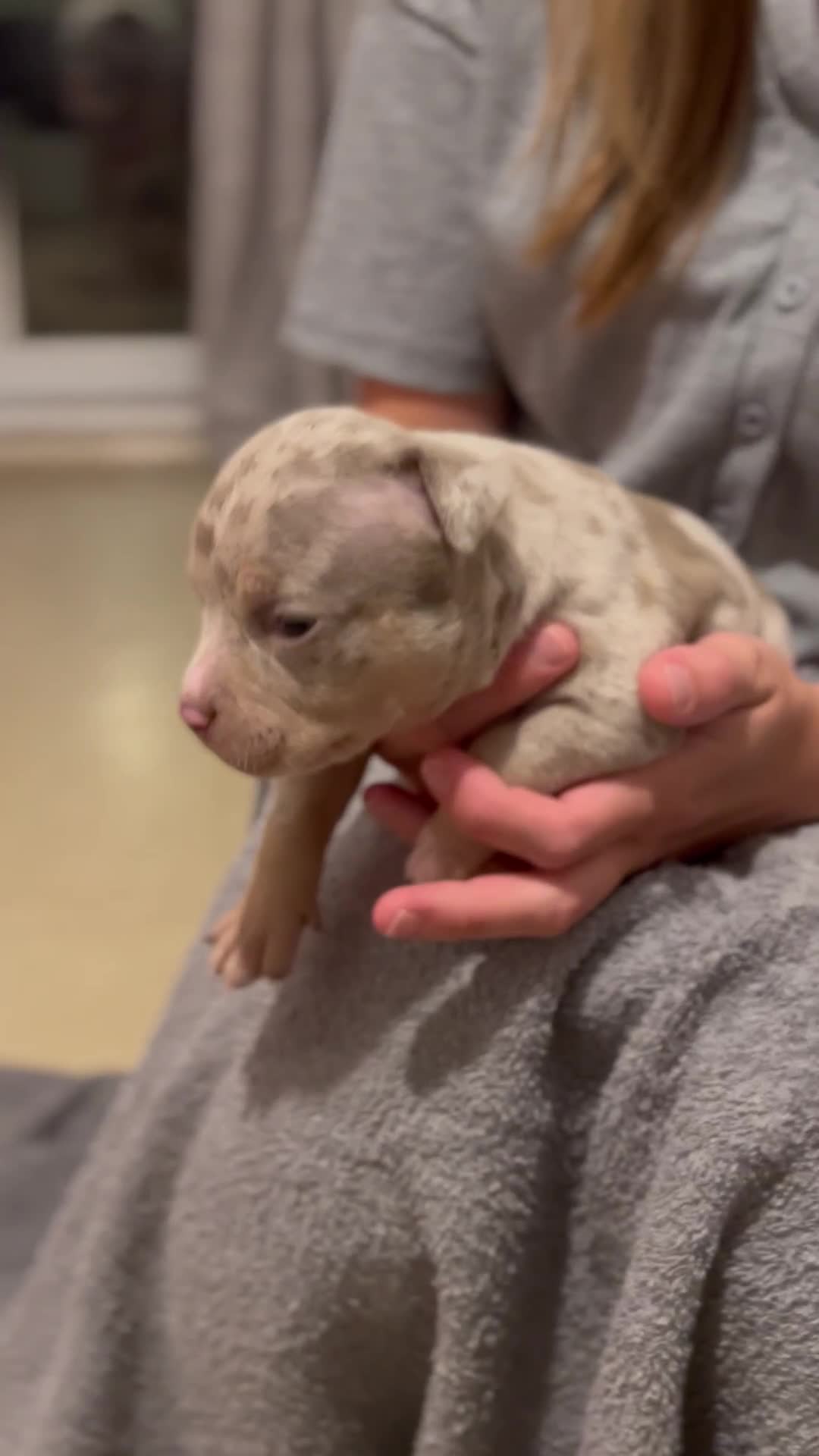American Bully dogs for sale: American Pocket Bullys - Video 1