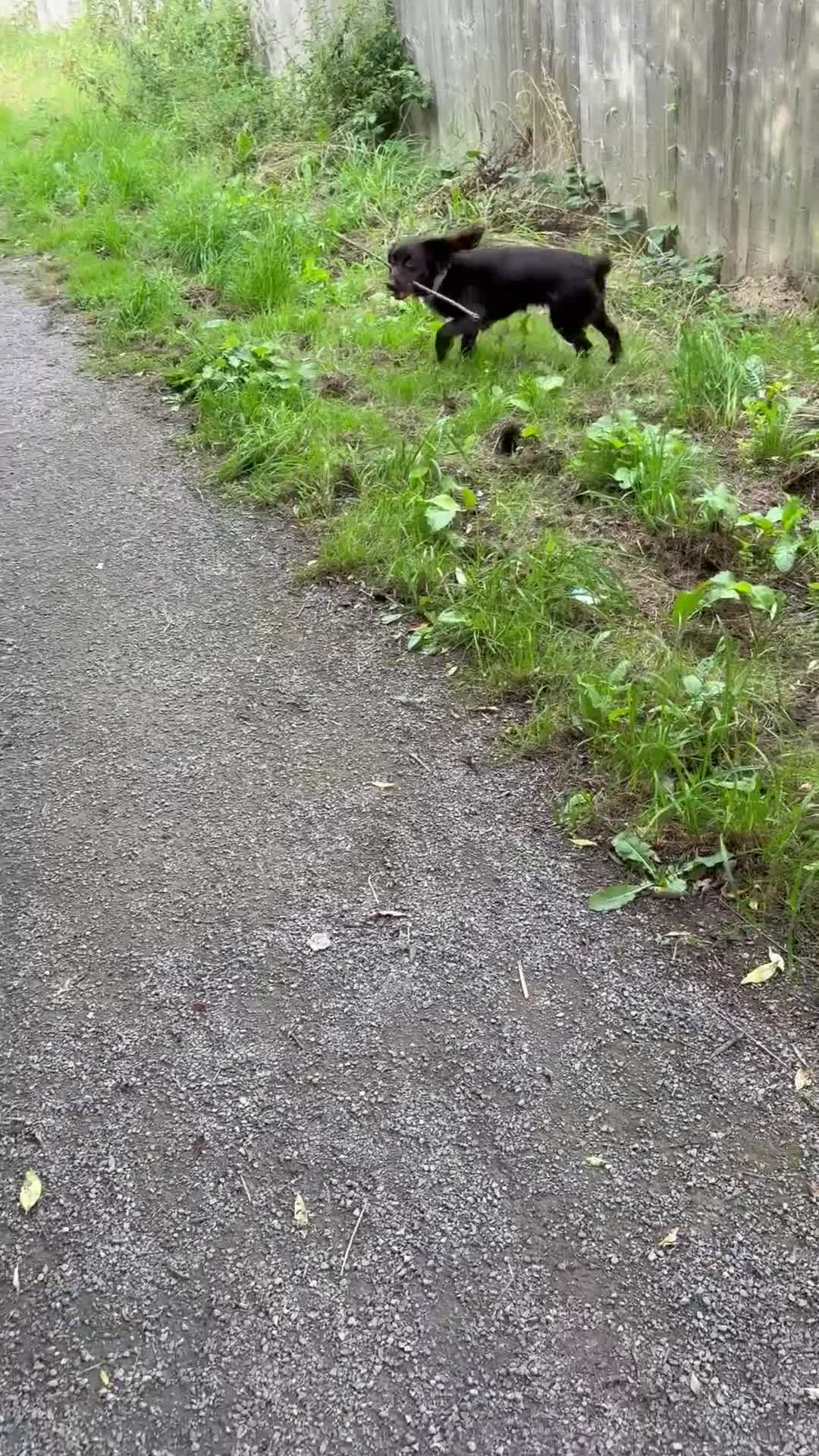 Cocker Spaniel dogs for sale: Cocker spaniel  - Video 2