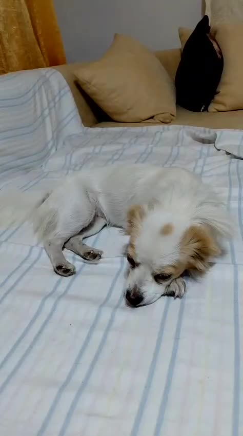 Mixed Breed dogs for adoption: Beautiful and Gentle NIVA - for a Loving Home - Video 3
