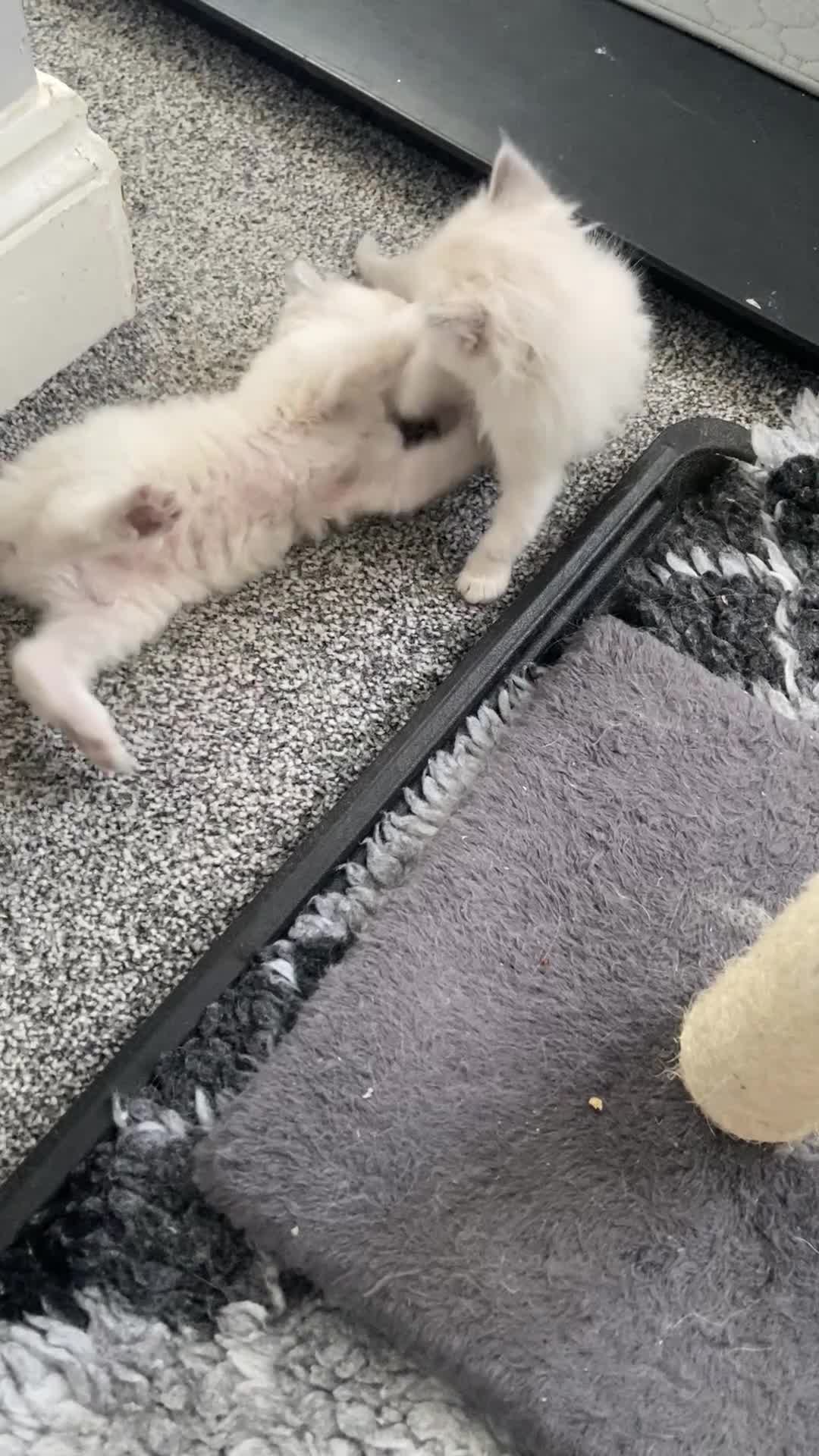 Ragdoll cats for sale: Adorable Lilac point Ragdoll kittens - Video 1