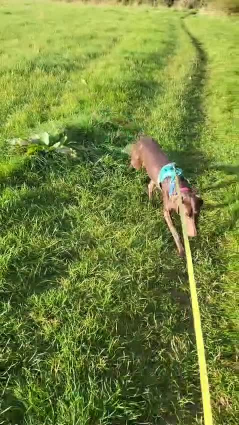 German Shorthaired Pointer dogs for adoption: Roo, female German Shorthaired Pointer, aged 2 - Video 5
