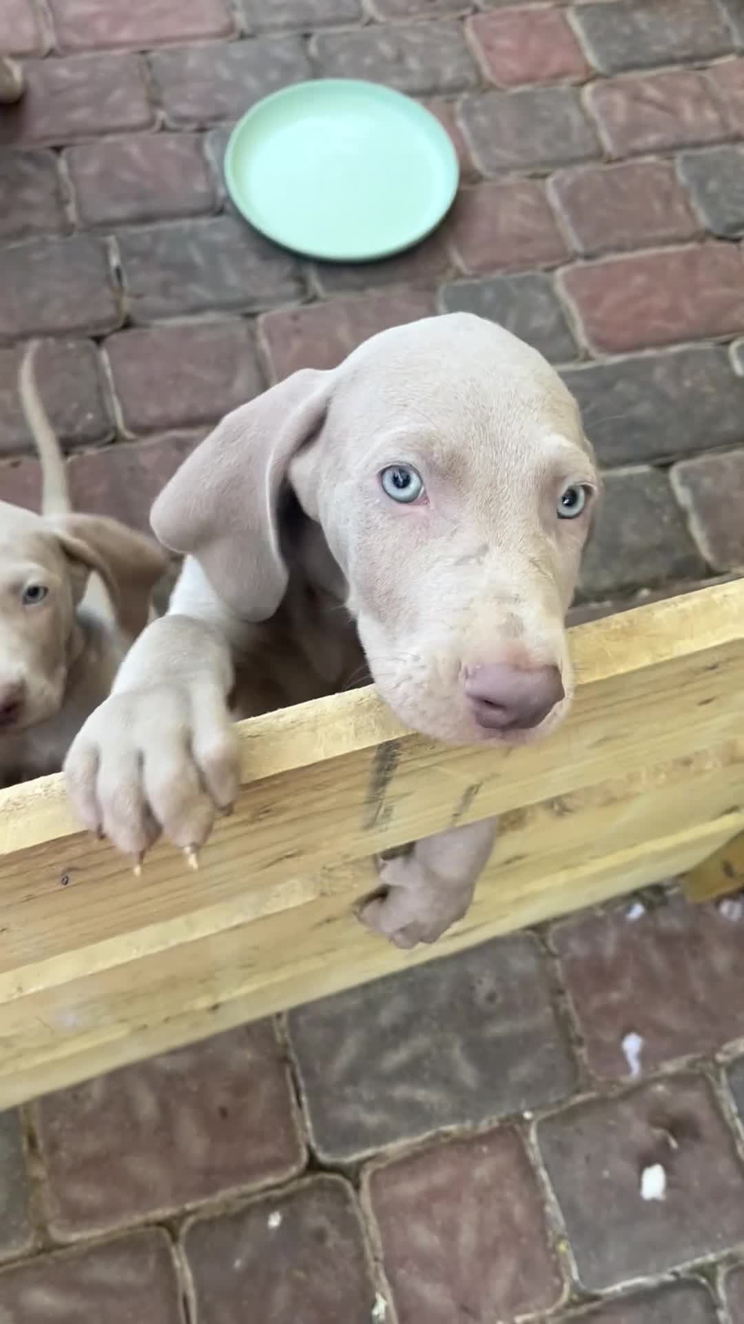 Weimaraner dogs for sale: Weimaraner pups, kc reg , 7 boys , 2 girls - Video 1