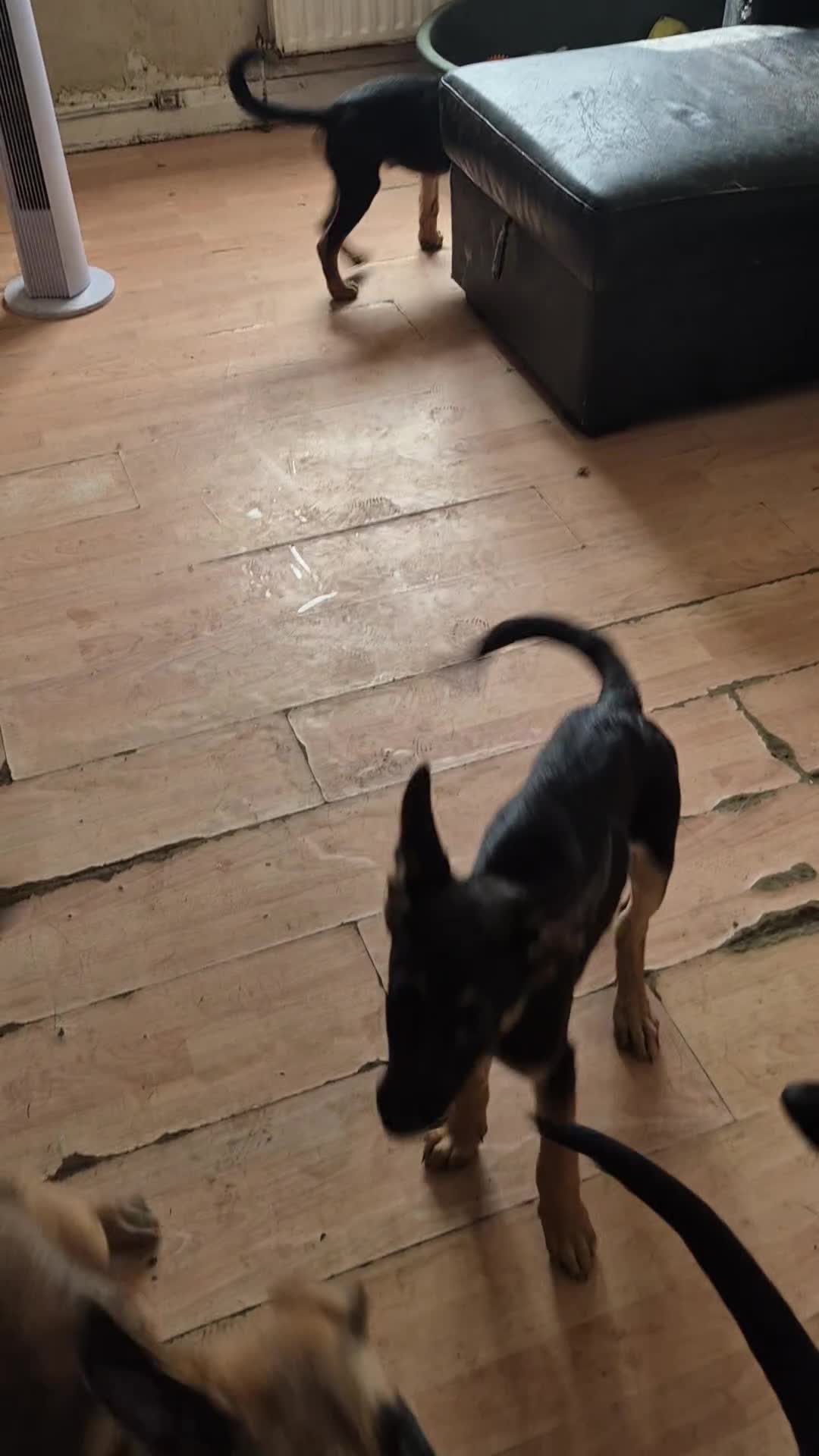 Mixed Breed dogs for sale: Four lovely puppies for sale  Price Reduced!!! in Ramsgate - Video 1