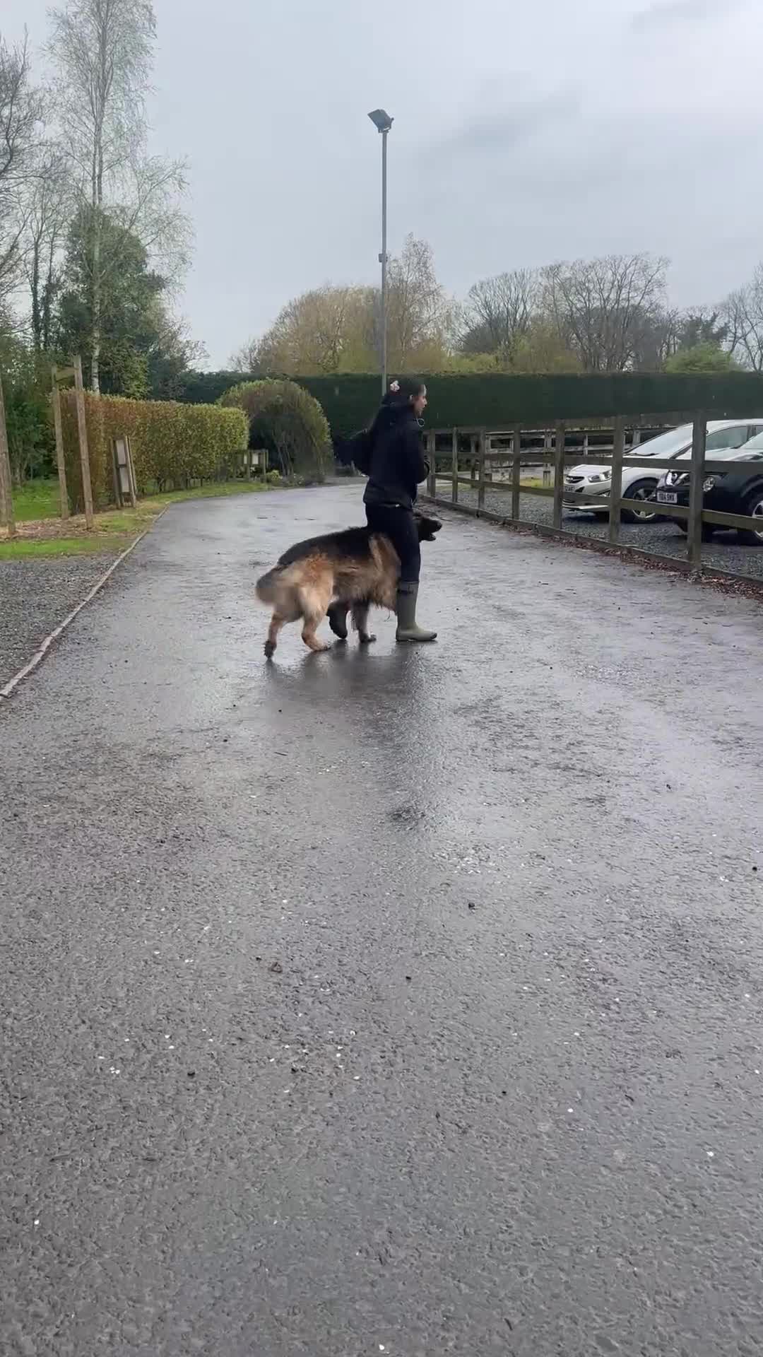 German Shepherd dogs for sale: Zeus 3yo Male GSD - Video 3