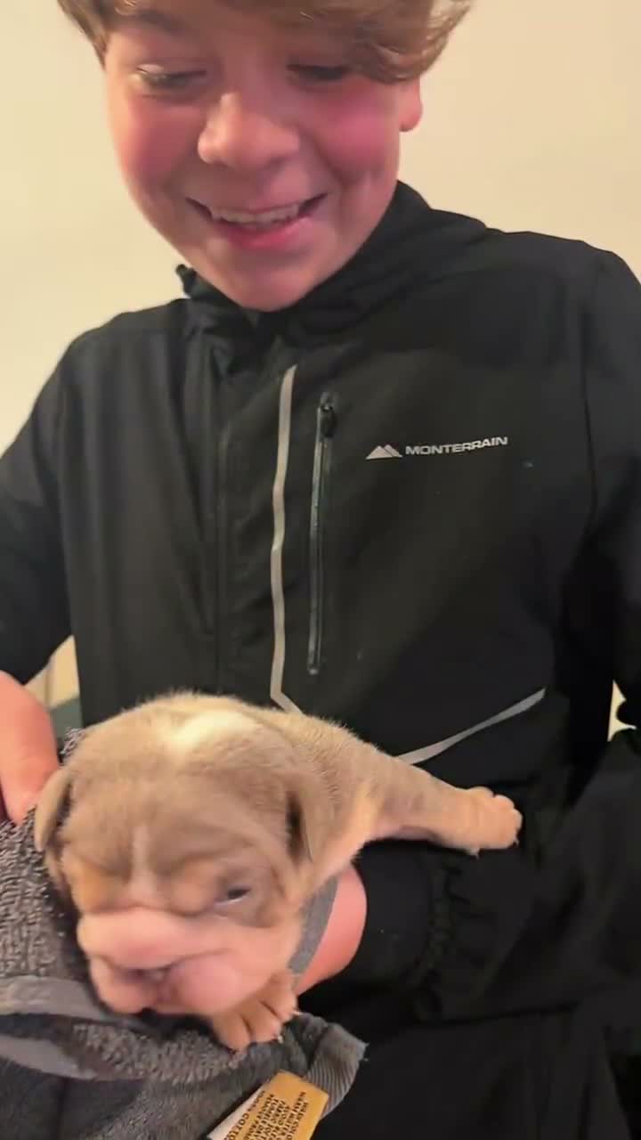 English Bulldog dogs for sale: English bulldog puppies ready to leave in 4 weeks  - Video 1