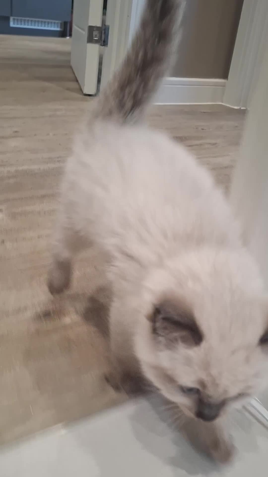 Ragdoll cats for sale: 🌸 Adorable Ragdoll Kittens 🌸 - Video 1