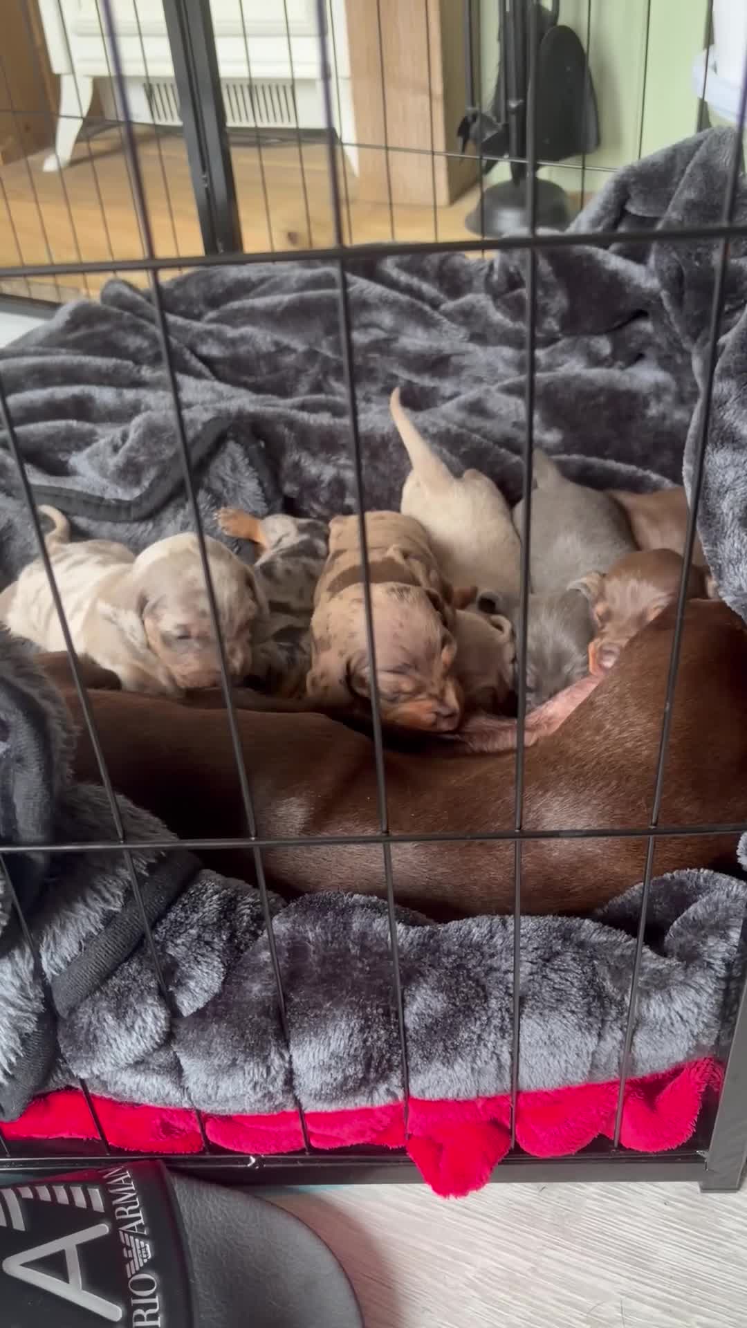 Miniature Dachshund dogs for sale: Miniature daschund puppies for sale - Video 1