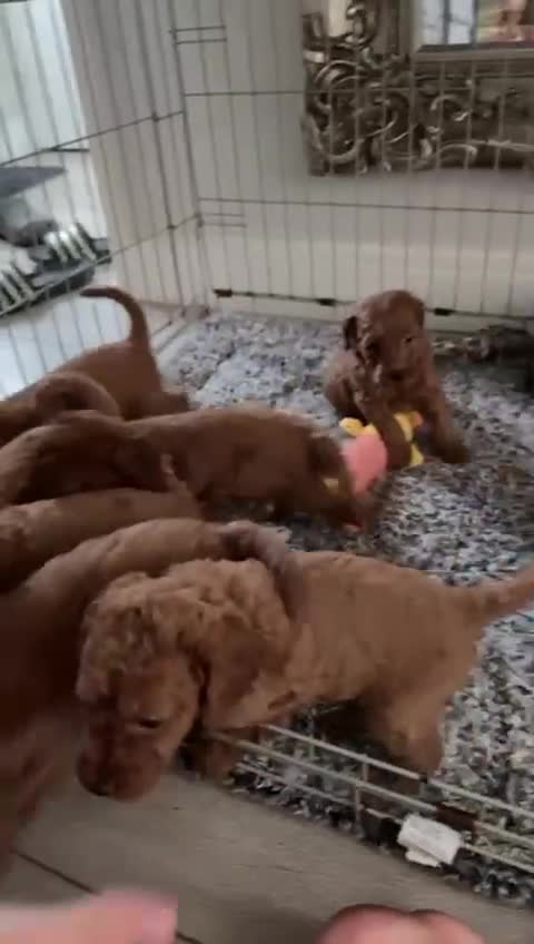 Labradoodle dogs for sale: *Labradoodle puppie F1B*   in Ware - Video 1
