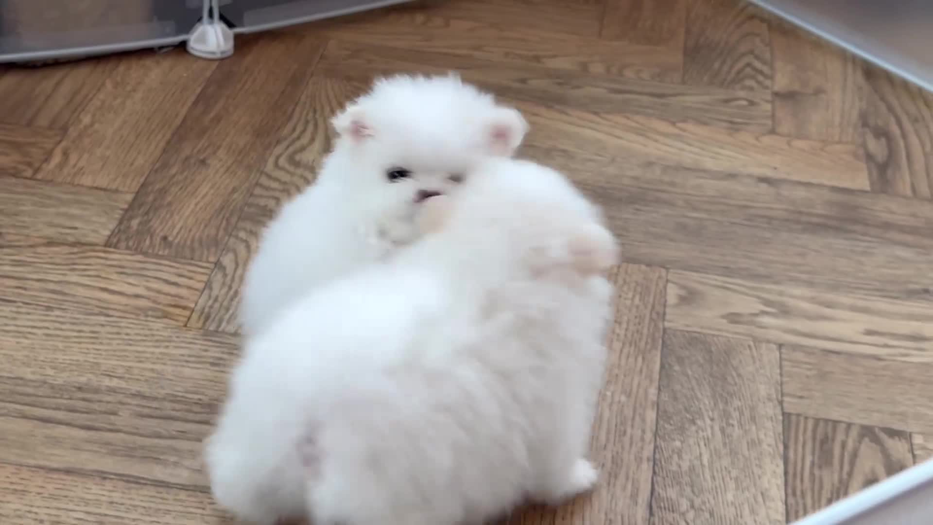 Pomeranian dogs for sale: KC Reg show quality Poms, 5 🌟 homes Only - Video 3