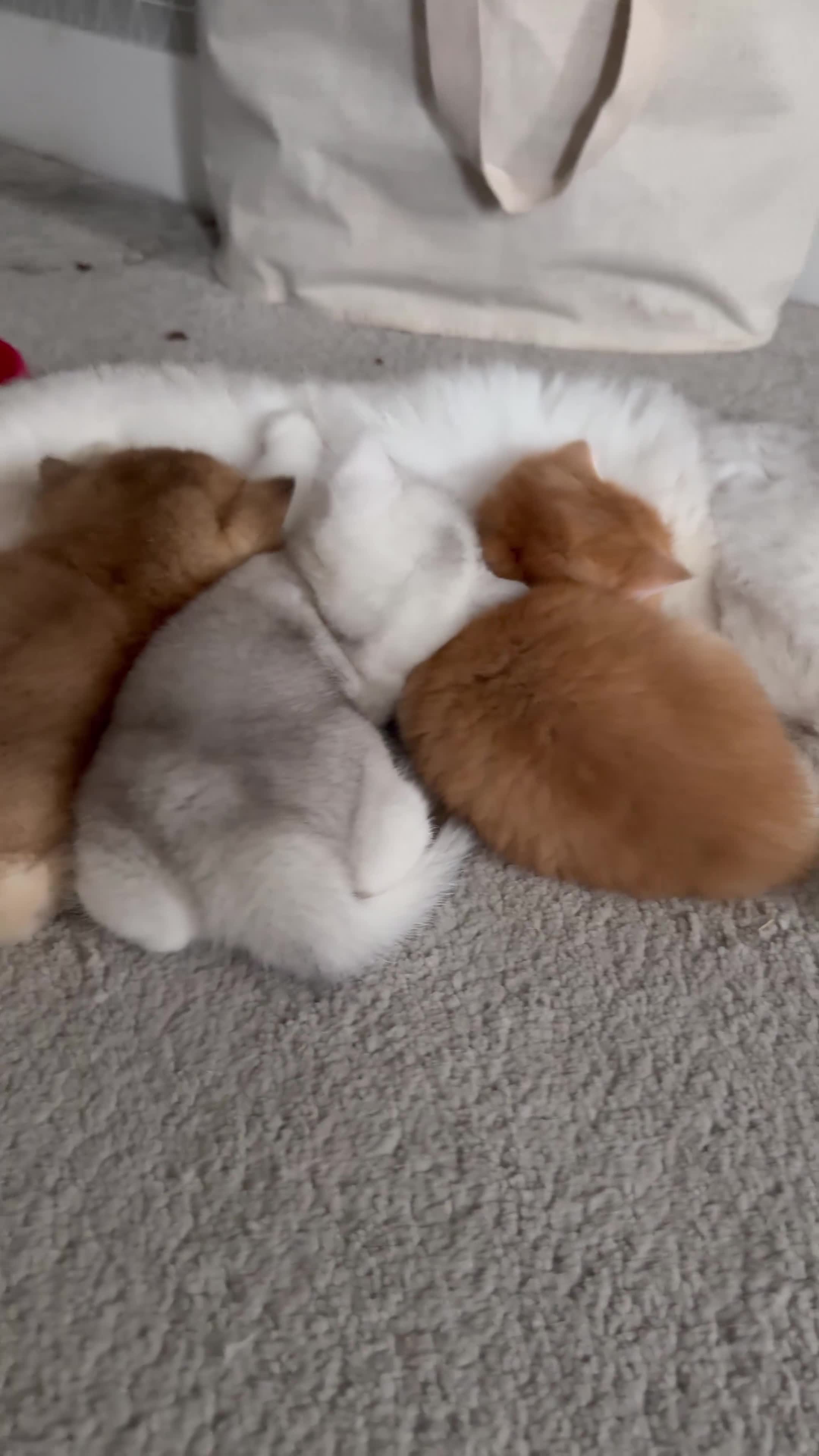 British Shorthair cats for sale: Golden and Silverline BSH  - Video 2