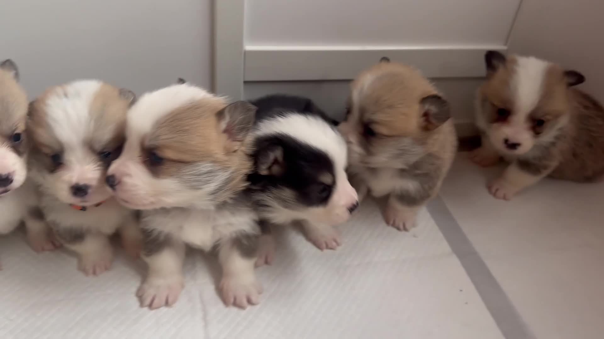 Welsh Corgi Pembroke dogs for sale: 2 girls/1 boy available! Kc Pembroke corgi puppies - Video 1