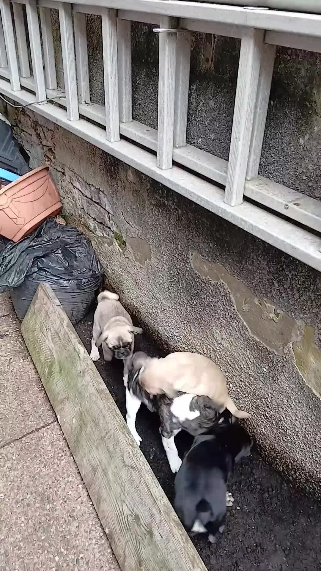 Pug dogs for sale: 4 beautiful Pug puppies for sale. - Video 2