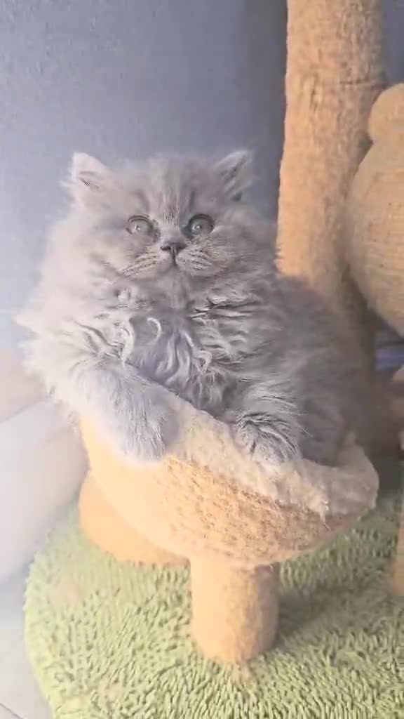 British Longhair cats for sale: GCCF  Show Quality Champion! - Video 2
