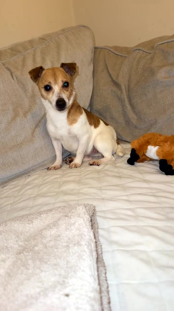 Jack Russell dogs for sale: Jack russel - Video 2