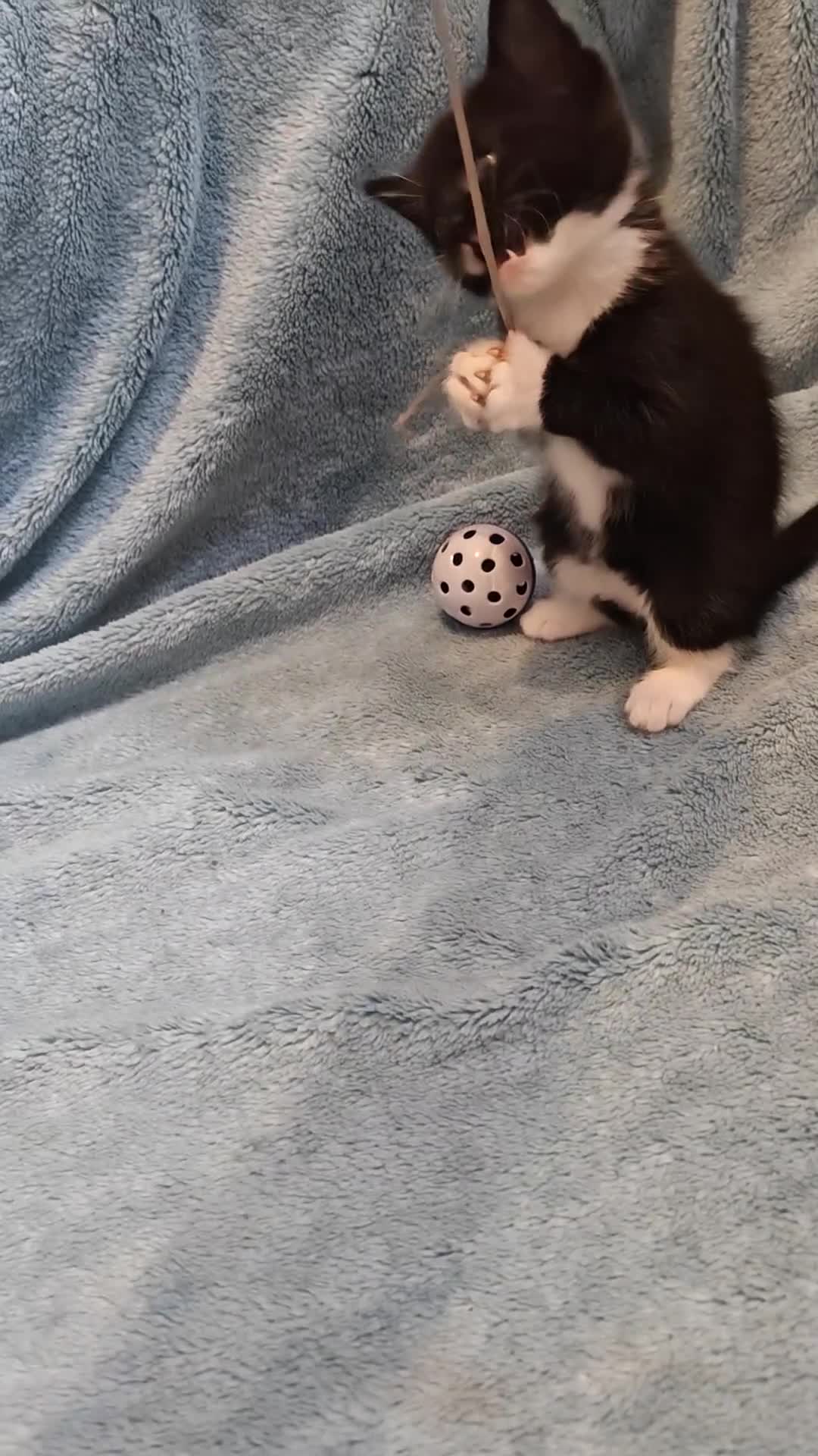 Mixed Breed cats for sale: Beautiful Kittens VIDEOS - Video 2