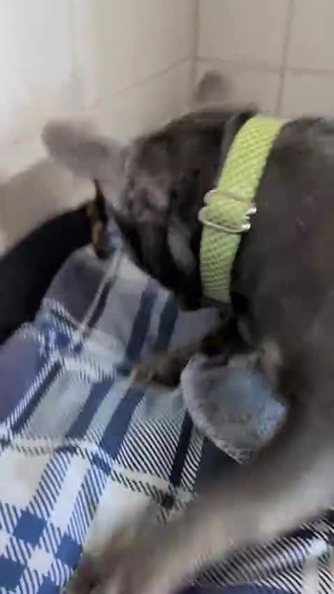 French Bulldog dogs for adoption: Todd  - Video 1