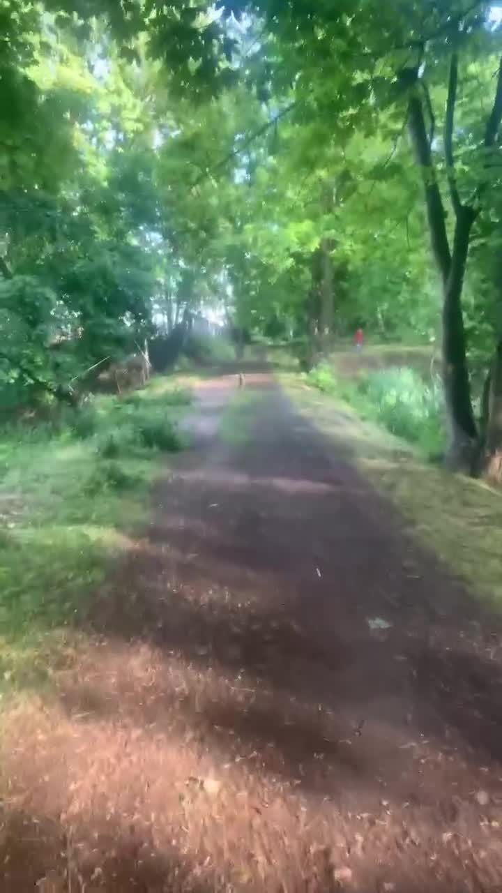 Belgian Shepherd Dog dogs for sale: Belgium, Shepard  in Doncaster - Video 2