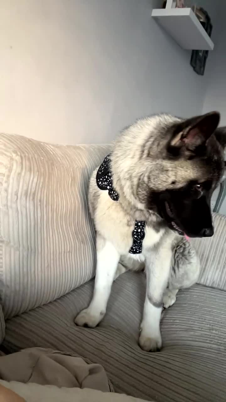 Huskita dogs for sale: America Akita puppy - Video 1