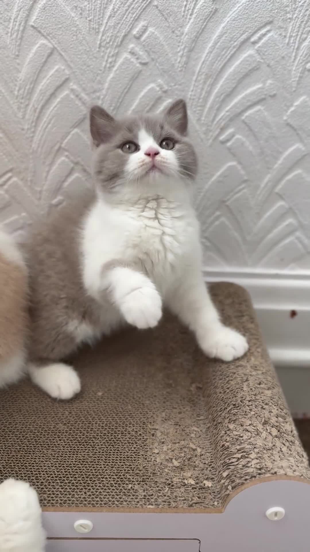 British Shorthair cats for sale: Lilac and white British shorthair kitten  - Video 1