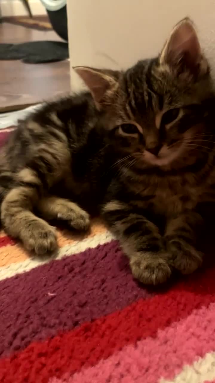 Mixed Breed cats for sale: Sweet Playful 7-Month-Old Cat Seeking Forever Home in Lancaster - Video 4