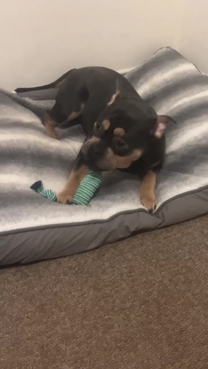 Mixed Breed dogs for sale: French/American bully  - Video 1