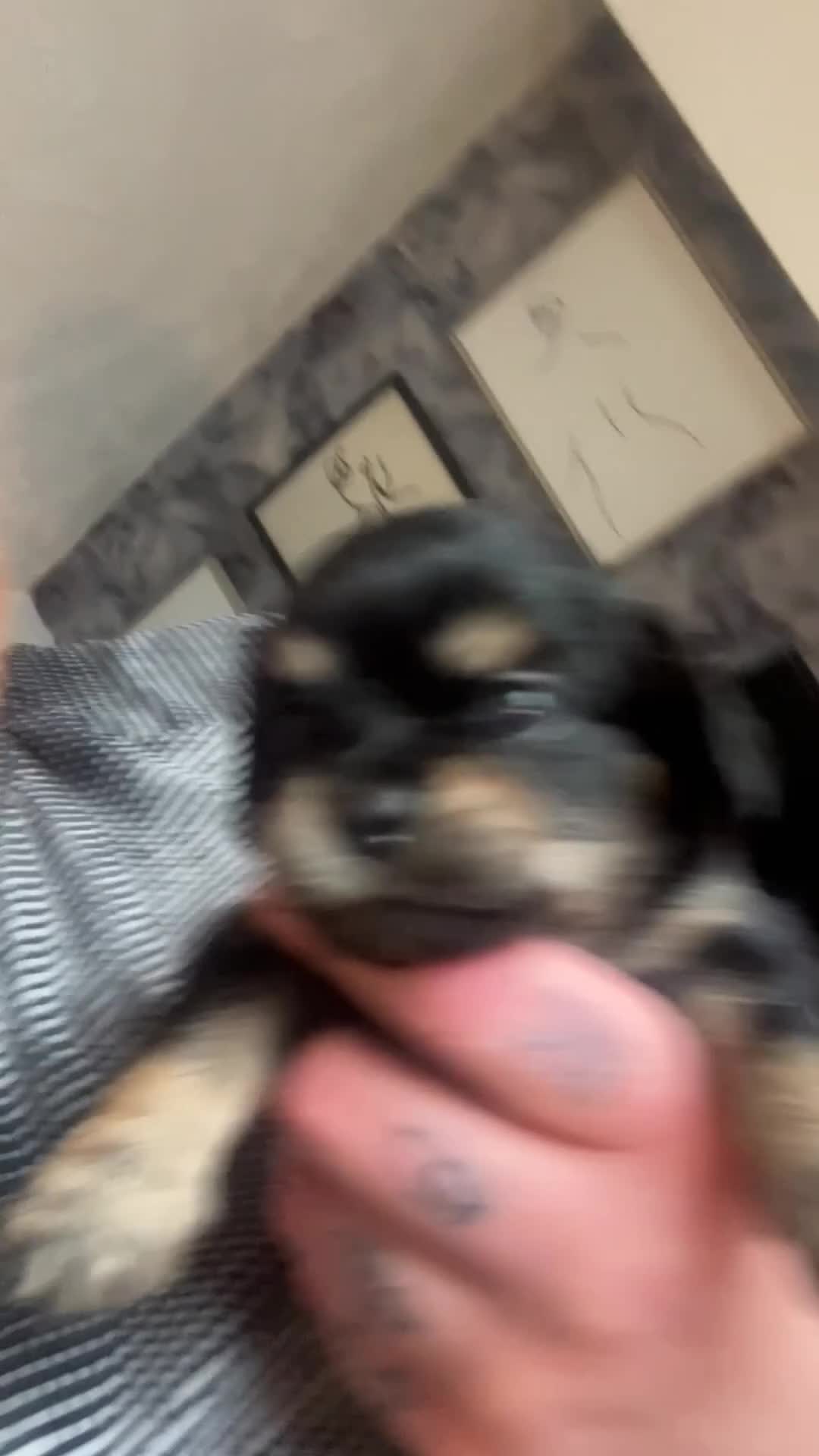 Cavalier King Charles Spaniel dogs for sale: Beautiful Chunky King Charles spaniel puppies  in Manchester - Video 1