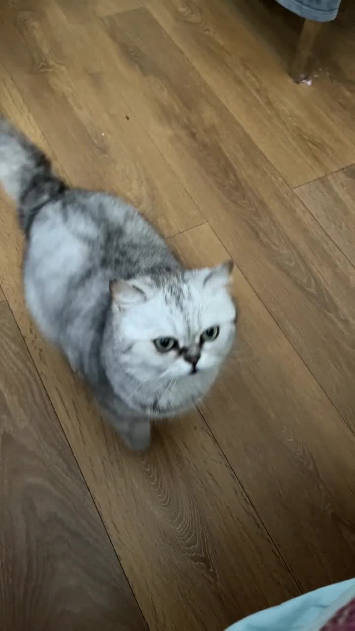 Scottish Fold cats for sale: Scottish fold mix  in Telford - Video 1