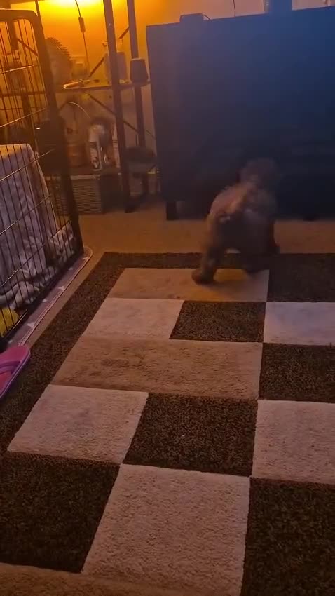 Toy Poodle dogs for sale: Choclate toy poodle 15 weeks - Video 1