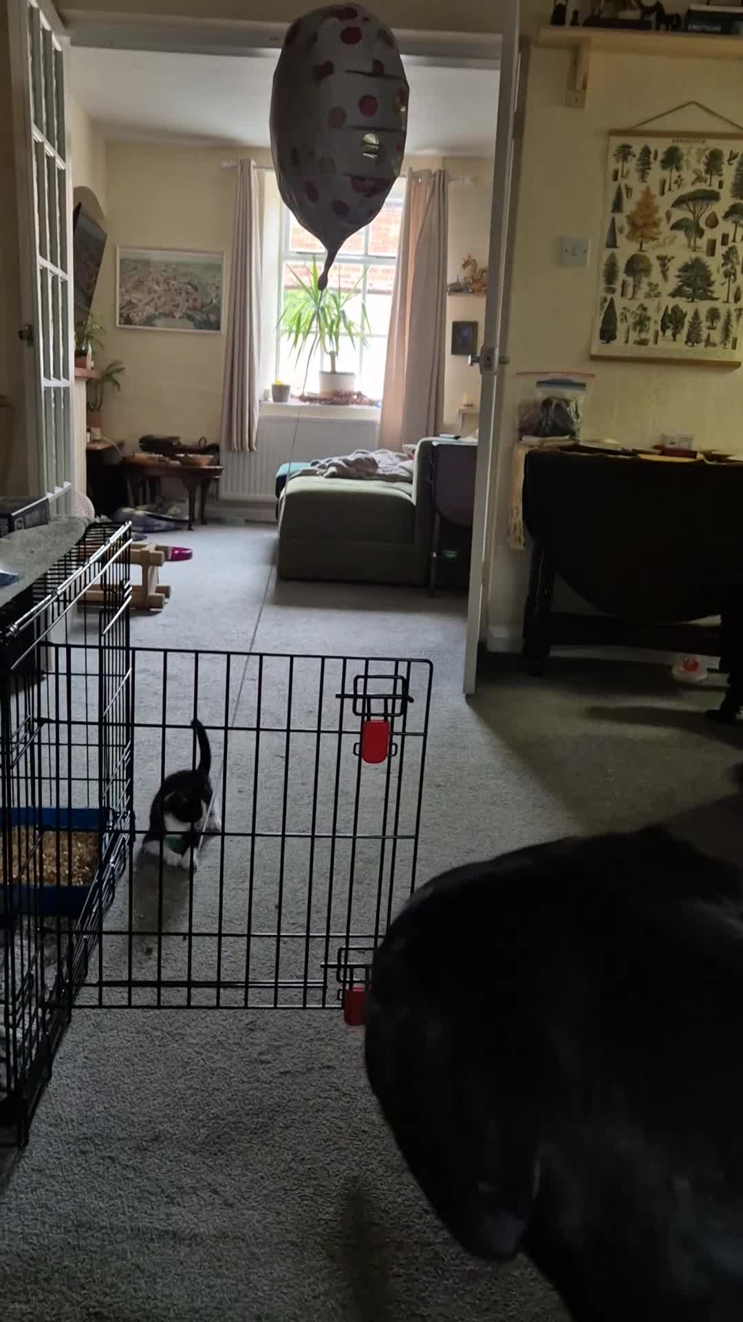 Domestic Shorthair cats for sale: Stray kittens for adoption - Video 1