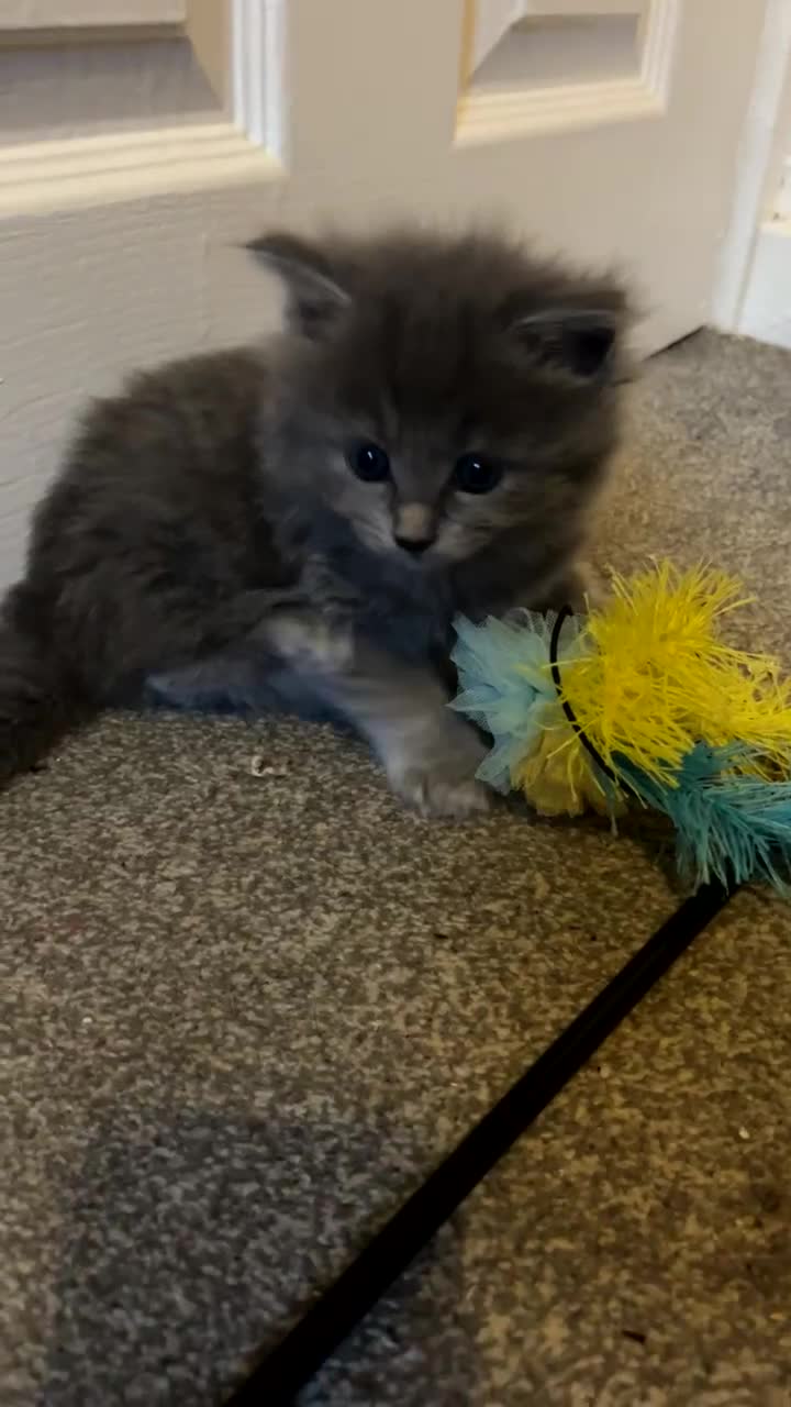Mixed Breed cats for sale: Maincoon/ tabby/ ragdoll in Fort William - Video 3