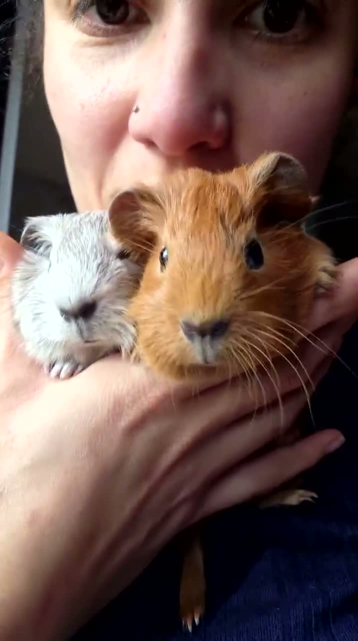 Guinea Pig rodents for sale: Bond pair boys looking for forever home  - Video 1