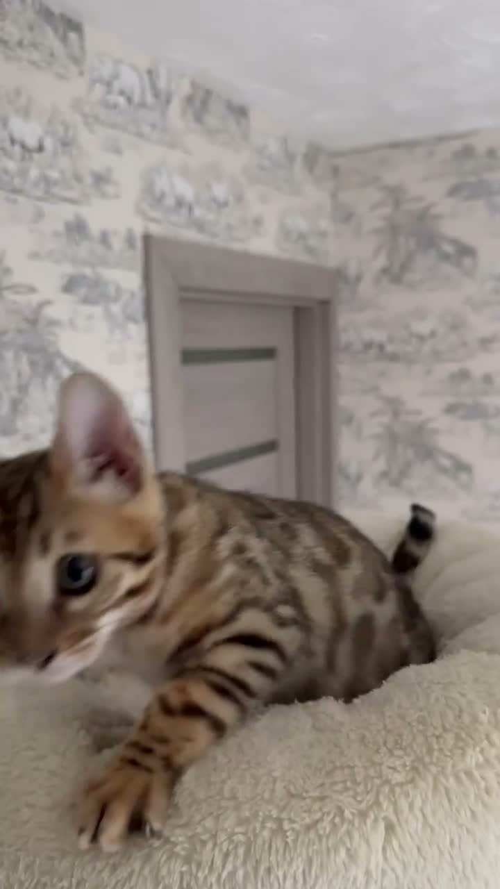Bengal cats for sale: 🐆 Adorable pedigree bengal kitten 🐆 - Video 1