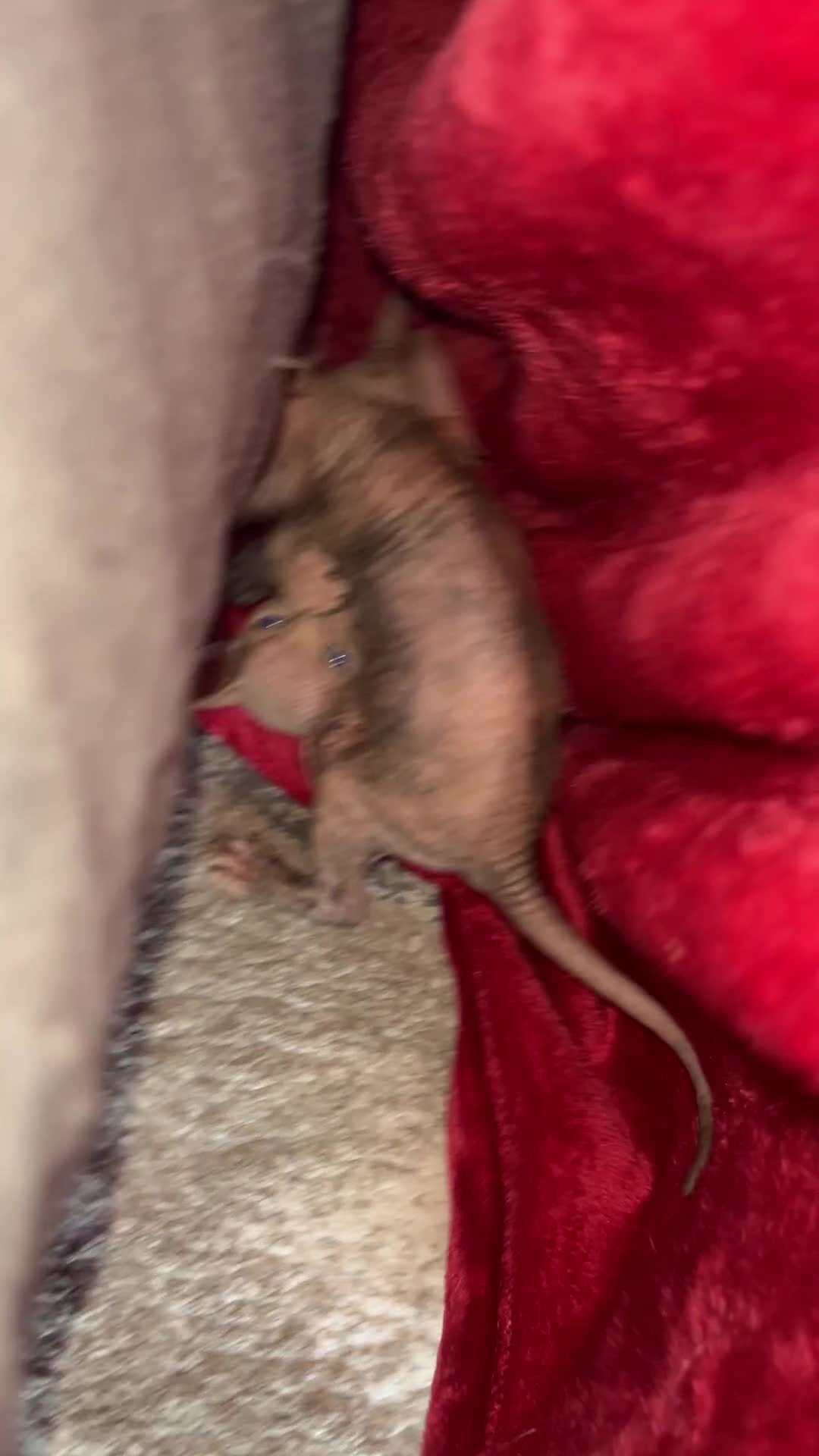 Sphynx cats for sale: LAST 2 tortie elf girls left  - Video 3