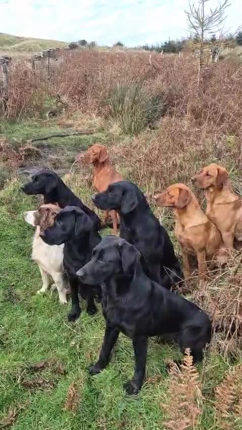 Labrador Retriever dogs for stud: Proven KC Fox Red Labrador Retriever  - Video 1