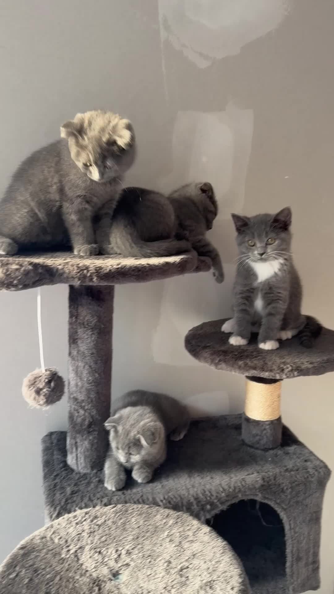 British Shorthair cats for sale: 🐾 Adorable British Shorthair Mix Kittens ! 🐱❤️ - Video 2